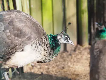 Lens Polder kinderboerderij in Nieuwpoort (Belgie)